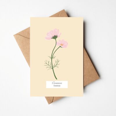“Herbarium Collection” cards and envelope