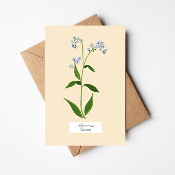 Cartes "Collection herbier" et enveloppe 4