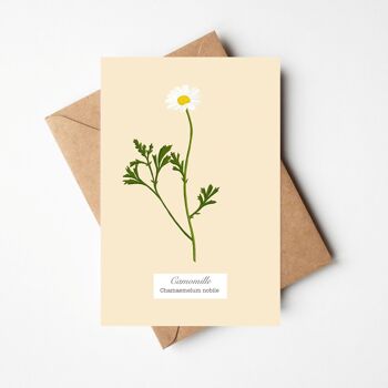 Cartes "Collection herbier" et enveloppe 5