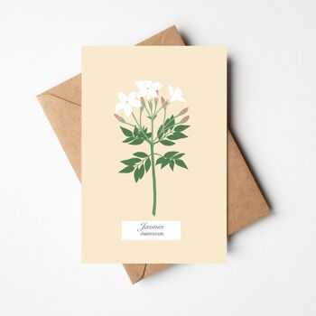 Cartes "Collection herbier" et enveloppe 8