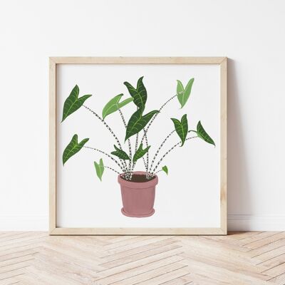Affiche "Alocasia zebrina"