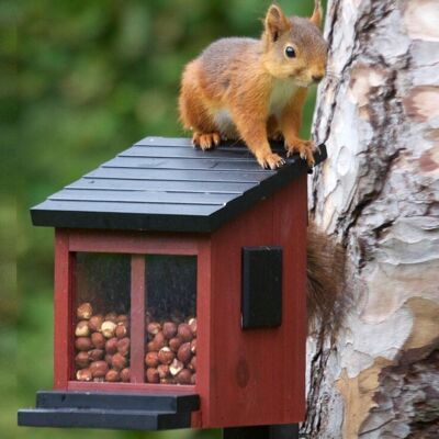 Squirrel feeder