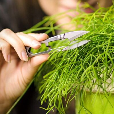 Mini shears for herbs