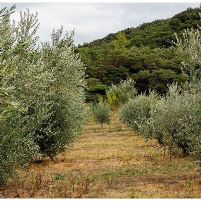 PDO Olive Oil from Nyons 'La Tanche' 25 cl