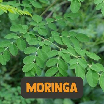 Cupplement - Poudre de Moringa Oleifera 60 grammes - Biologique - Scoop gratuit - Pas de capsules de Moringa ni de thé - Superaliments 5