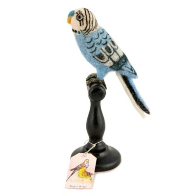 Blue English Budgie