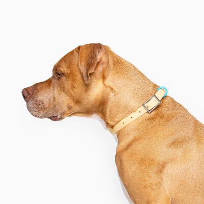 Buttergelbes, wasserfestes Hundehalsband im Farbblockdesign für den täglichen Gebrauch