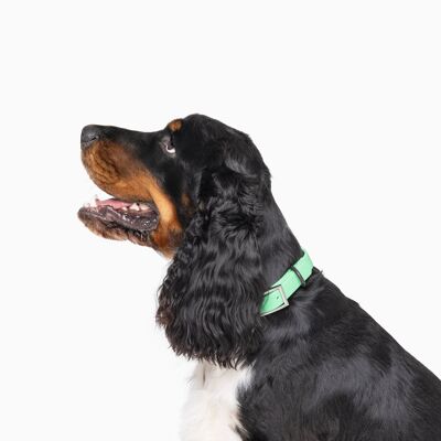 Collar para perro diario impermeable con bloques de color verde menta