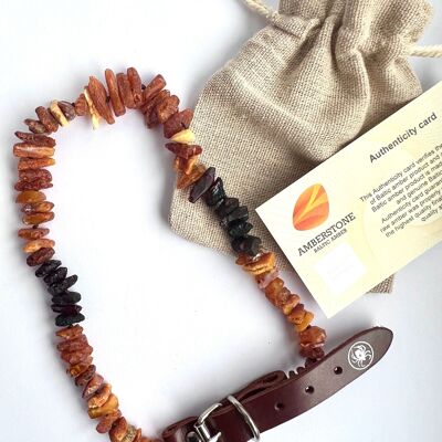 Baltic Amber dog collar