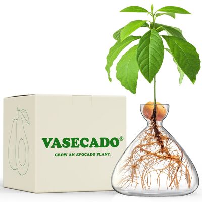 Vasecado® Grow an Avocado Plant, mundgeblasene Klarglasvase