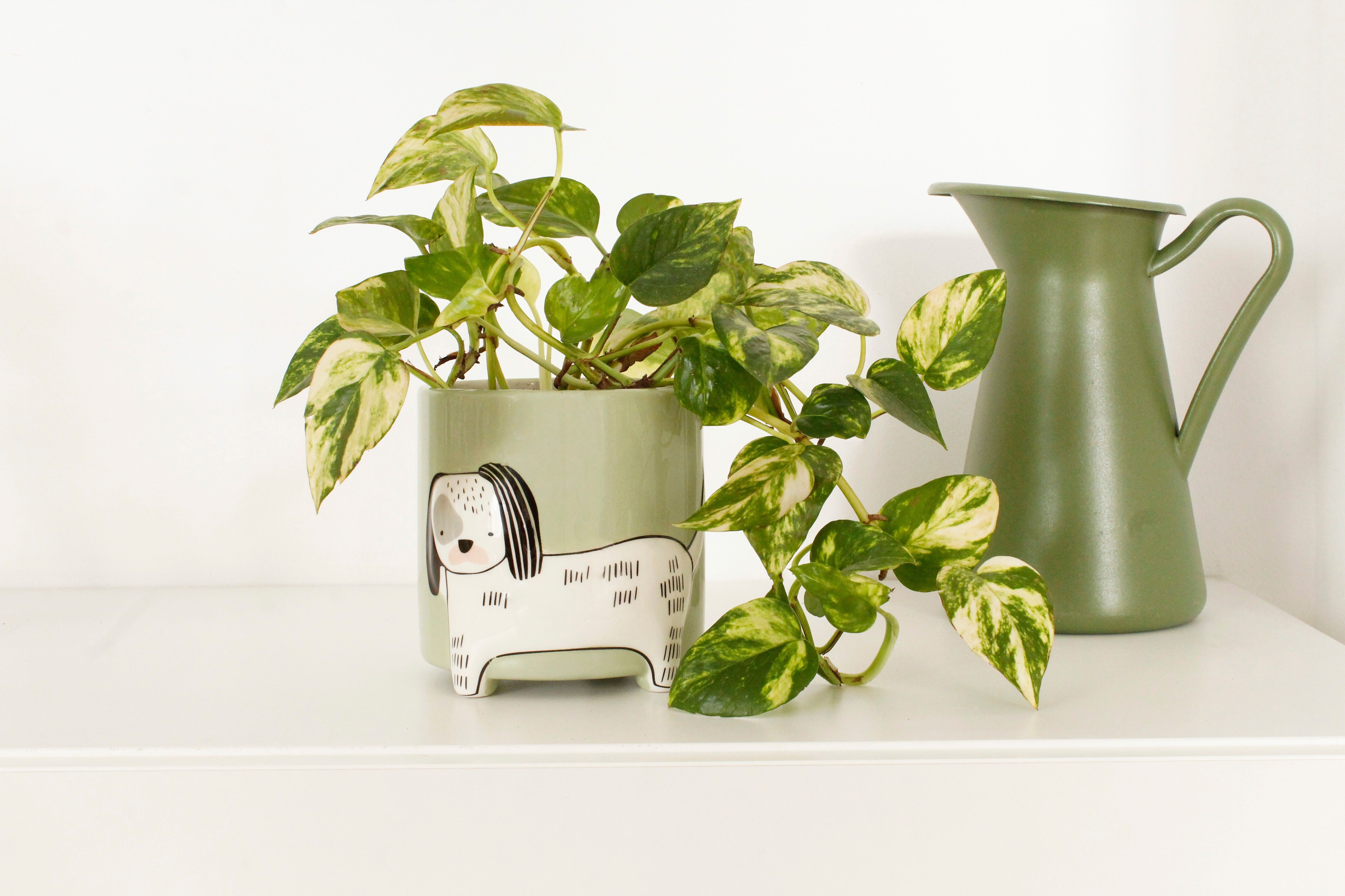 Cane con vasi da fiori animali