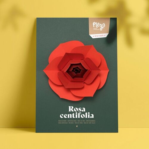 ROSA CENTIFOLIA Pop-up paper kit