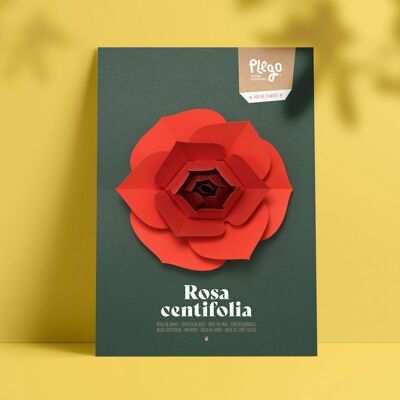 Kit papier pop-up ROSA CENTIFOLIA