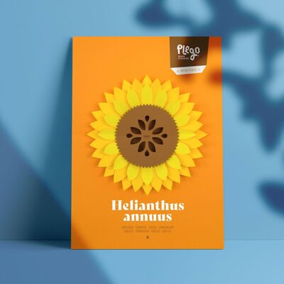 HELIANTHUS ANNUUS Pop-up paper kit