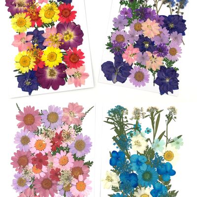 Pressed, dried flowers in bright colors