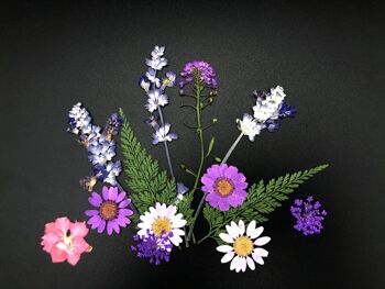 Fleurs pressées et séchées aux couleurs vives 5