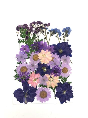 Fleurs pressées et séchées aux couleurs vives 13