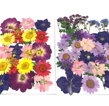 Fleurs pressées et séchées aux couleurs vives 17