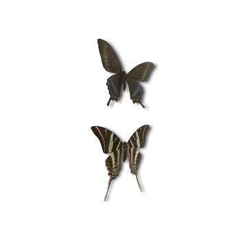 Papillon - cadre en bois (110.3) 2