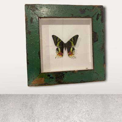 Papillon - cadre en bois (112.1)