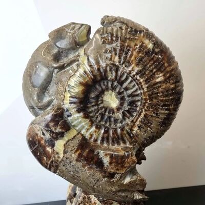 Sculpture d’ammonite en cristal septarien