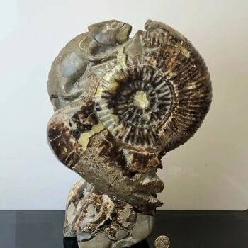 Sculpture d’ammonite en cristal septarien 3