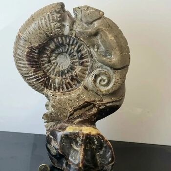 Sculpture d’ammonite en cristal septarien 4