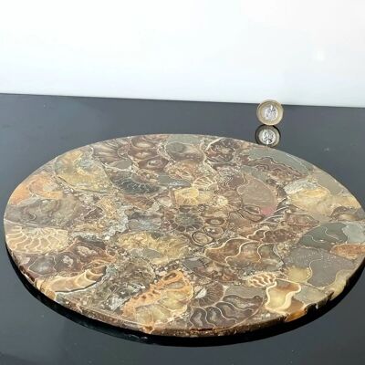 Piatto espositivo fossile di ammonite
