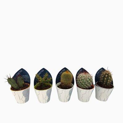 Cactus - LOTE 1 CACTUS D5.5