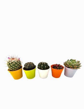 Cactus - LOT 8 MIXTE D5.5 2