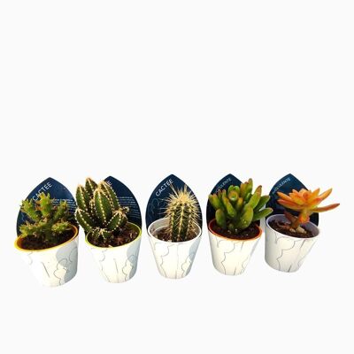 Cactus - LOT 9 MIXTE D5.5