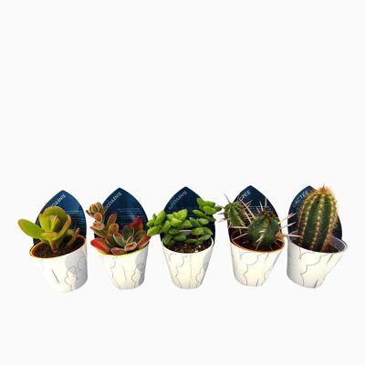 Cactus - LOTE 10 MIXTO D5.5