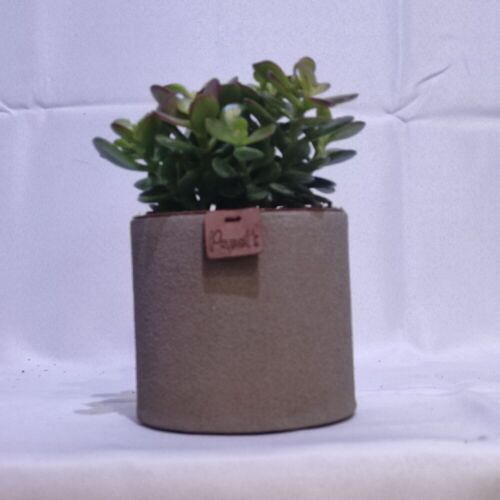 Cactus - CRASSULA MINI ARGENTEA D12 SABLE TAUPE