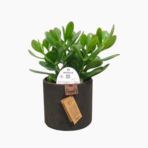 Cactus - CRASSULA OVATA D12 SABLE NOIR