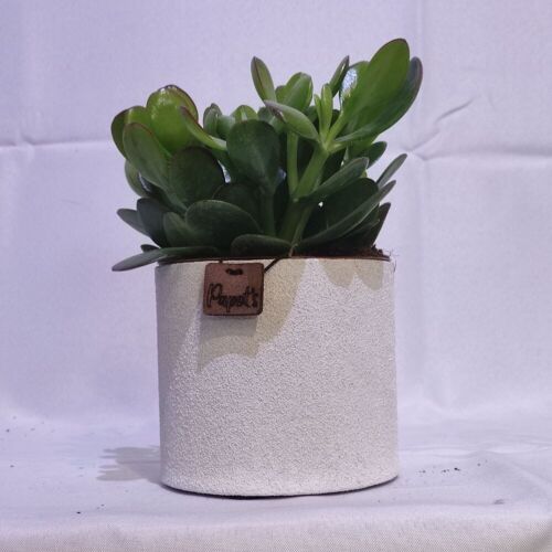 Cactus - CRASSULA OVATA D12 SABLE BLANC