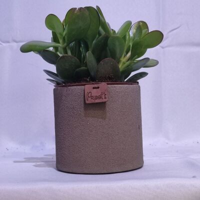 Cactus - CRASSULA OVATA D12 ARENA TAUPE