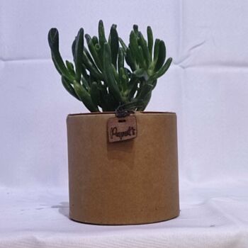 Cactus - CRASSULA GOLLUM/HOBBIT D12 KRAFT