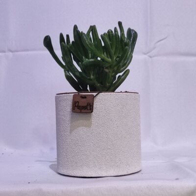 Cactus - CRASSULA GOLLUM/HOBBIT D12 WHITE SAND