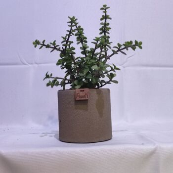 Cactus - PORTULACARIA AFRA BLACK D12 SABLE TAUPE