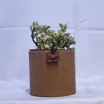 Cactus - PORTULACARIA AFRA VARIEGATA D12 KRAFT