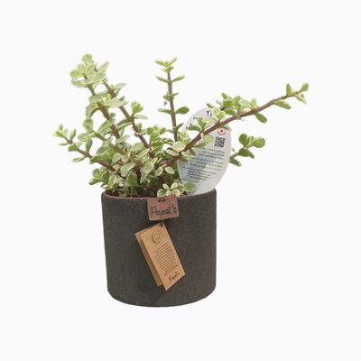 Cactus - PORTULACARIA AFRA VARIEGATA D12 BLACK SAND