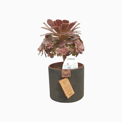 Cactus - AEONIUM BLUSHING BEAUTY D12 SABLE NOIR