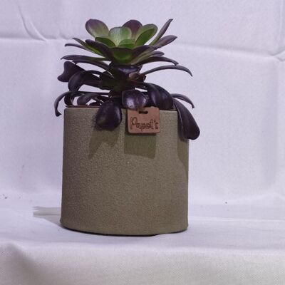 Kaktus - AEONIUM BLUSHING BEAUTY D12 SAND TAUPE