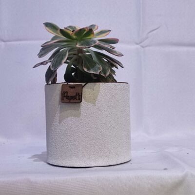 Cactus - AEONIUM KIWI D12 WHITE SAND