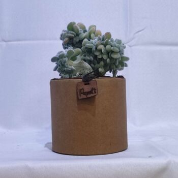 Cactus - ECHEVERIA PULVINATA FROSTY CRISTATA D12 KRAFT