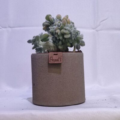 Cactus - ECHEVERIA PULVINATA FROSTY CRISTATA D12 TAUPE SAND