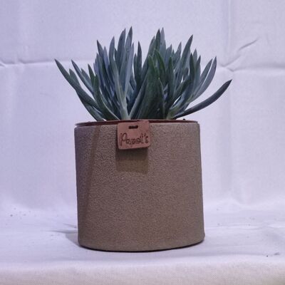 Cactus - SENECIO SERPENS D12 SABLE TAUPE