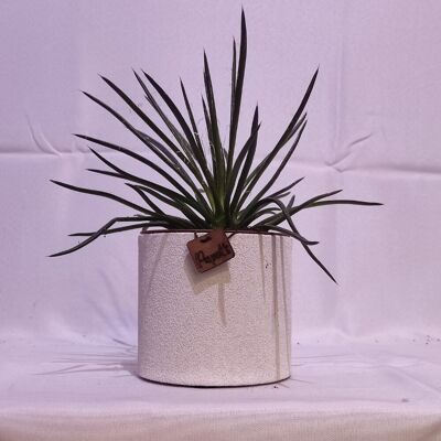Cactus - AGAVE FILIFERA D12 WHITE SAND