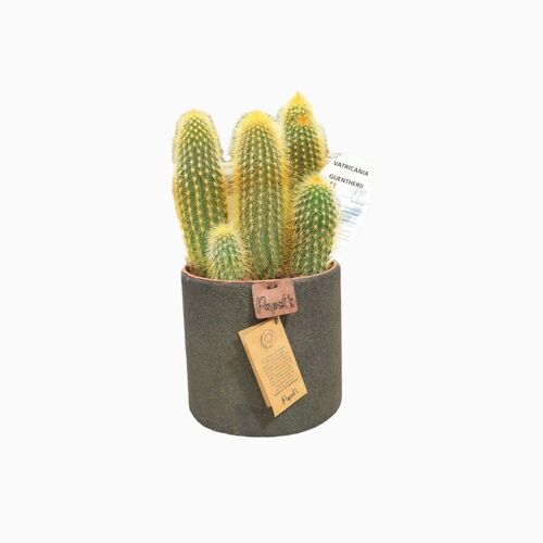 Cactus - VATRICANIA GUENTHERII D12 SABLE NOIR