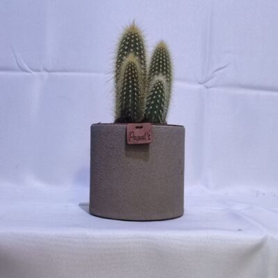 Cactus - VATRICANIA GUENTHERII D12 ARENA TAUPE